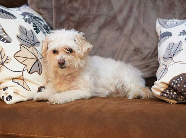 Small Hypoallergenic Dogs Small Hypoallergenic Dogs