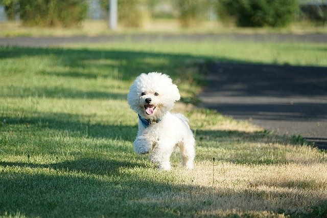 Bichon Frise running in the grass.