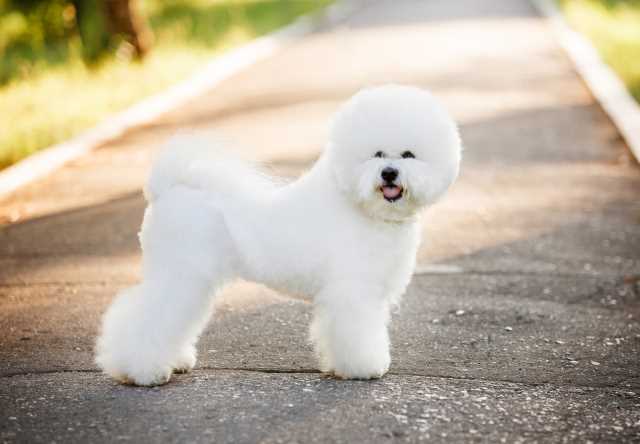 A Bichon Frise is a good example of a nearly hypoallergenic dog breed