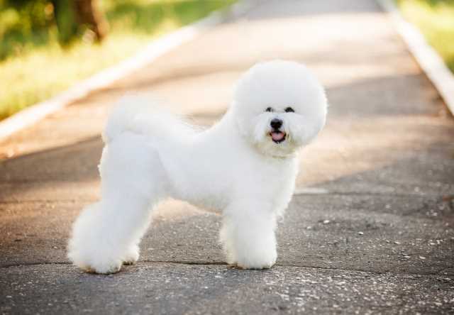 best non shedding dog breeds