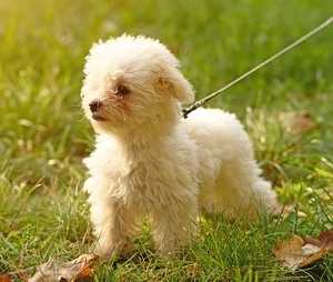 Bichon Frisé