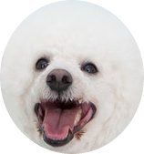 Quick Facts about the Bichon Frise Dog