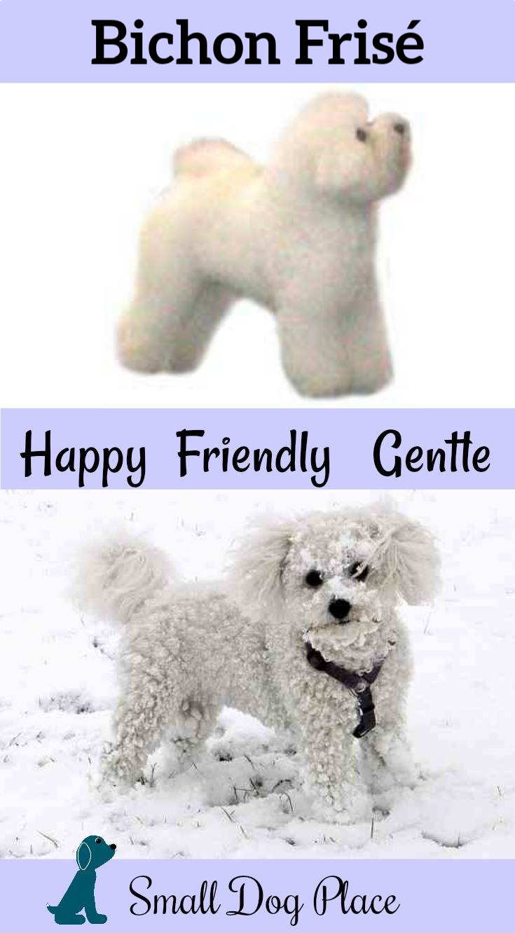 Bichon Frisé Dog Breed Profile