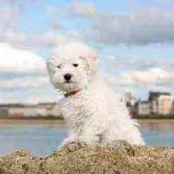 Bichon Frisé