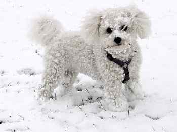 Bichon Playing in the Snow