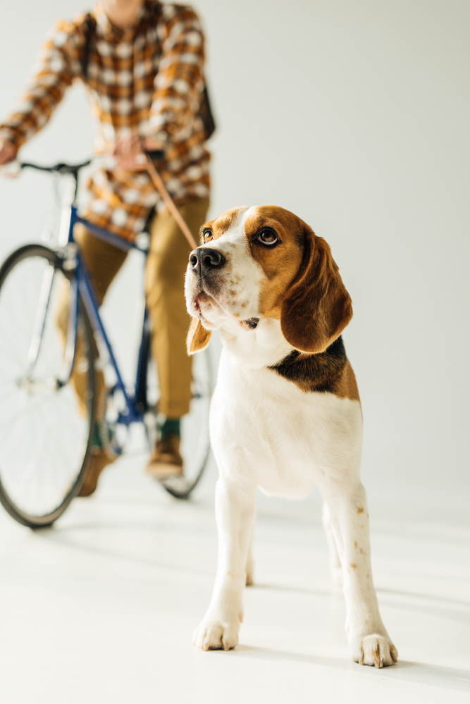 A beagle is posing in front of his owner on bicycle.