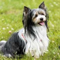 Biewer Terrier