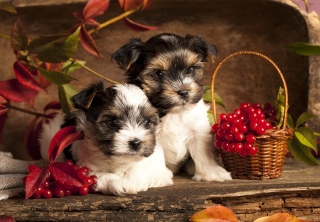 Two Biewer Terrier Puppies