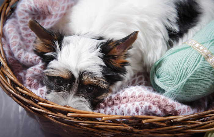 A small Biewer Terrier in a basket of yarn