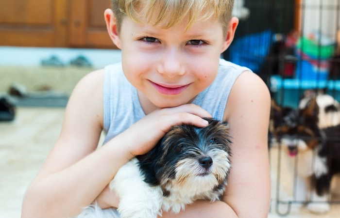 A young child holding a Biewer Terrier puppy