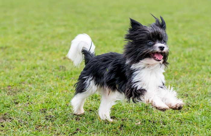 A Biewer Terrier Puppy Playing in a field of grass.