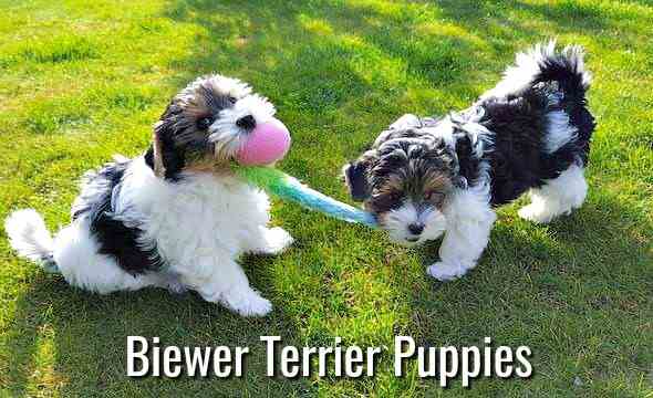 Two Biewer Terrier Puppies playing in the grass.