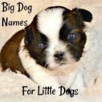 Big Dog Names for Little Dogs