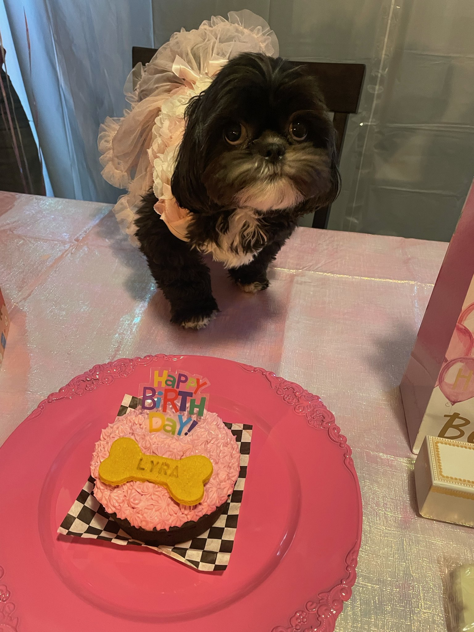 A Shih Tzu dog is at the table set for a birthday party
