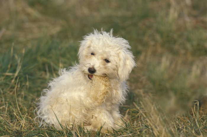 A Bichon is sitting in the grass biting his back paw.