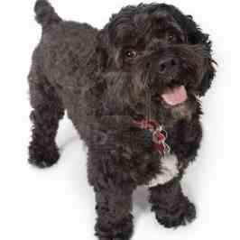 Black Bichon Frise and Cocker Spaniel hybrid on a white background.