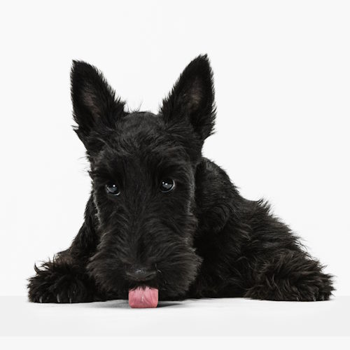 A young Scottish Terrier Dog has his tongue stuck out and looking at the camera