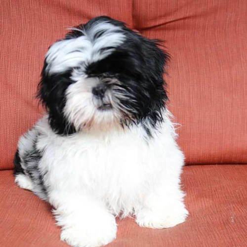 A black and white Shih Tzu puppy is sitting on a chair looking at the camera