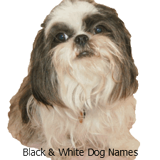 Puppy Names Thousands Of Name Ideas For Your Little Puppy Names Based On Colors