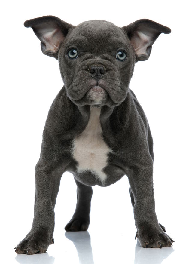 Blue, amarican bulldog puppy