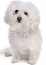 Bolognese Link to Breed Profile Page