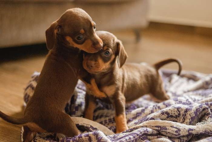 Two Dachshund puppies together on a blanket.