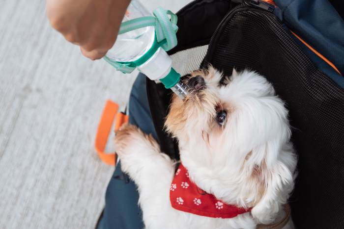 A small white dog is sipping water from a water bottle