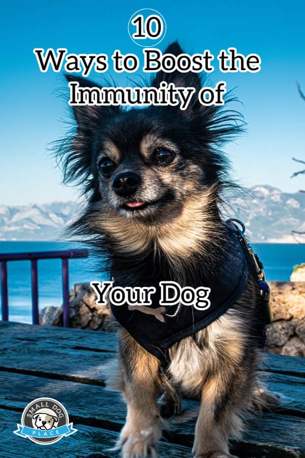 A Long Haired Chihuahua shown on a pinnable image A Long Haired Chihuahua shown on a pinnable image