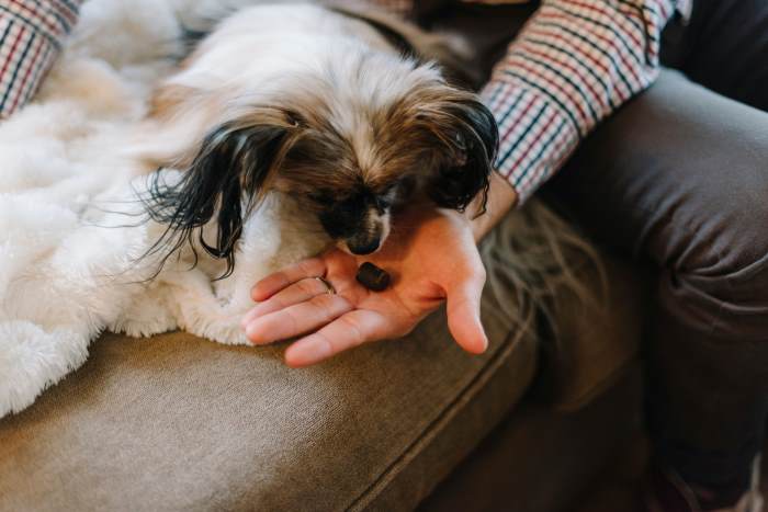 A small Papillon is taking a treat from his owner's hand.