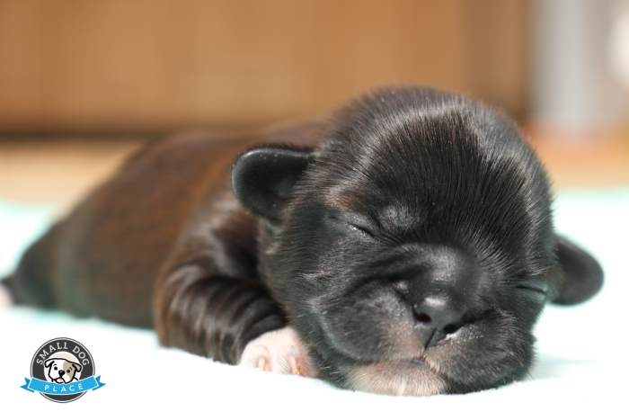 One week old Shih Tzu puppy