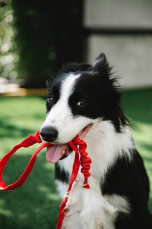 A black and white border collie with a red leash in his mouth