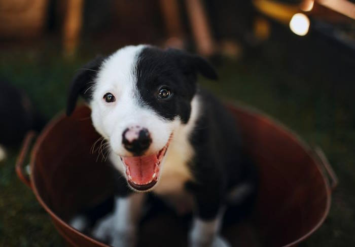 A dog or puppy homecoming can be a a scary ordeal.  Humans, though are excited.  To make the day a happy one for all, here are some tips for success.