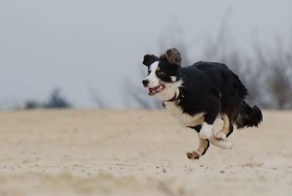 Border Collie Border Collie
