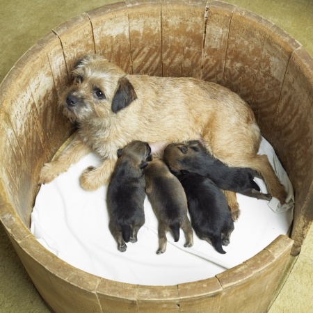 Border Terrier Mom and Babies