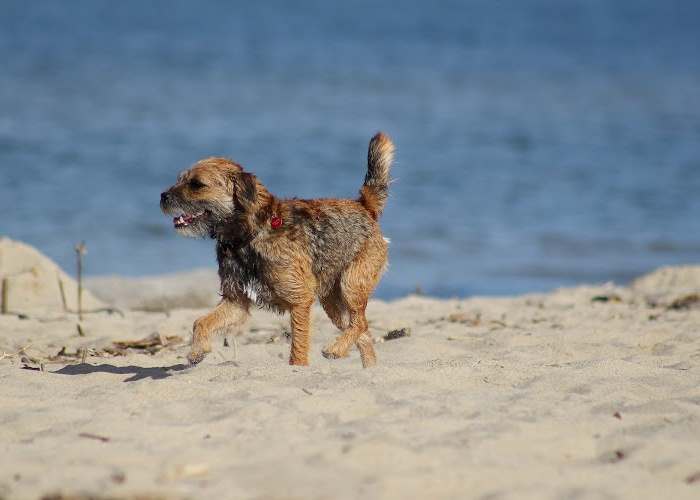 A border terrier is walking along a empty beach.