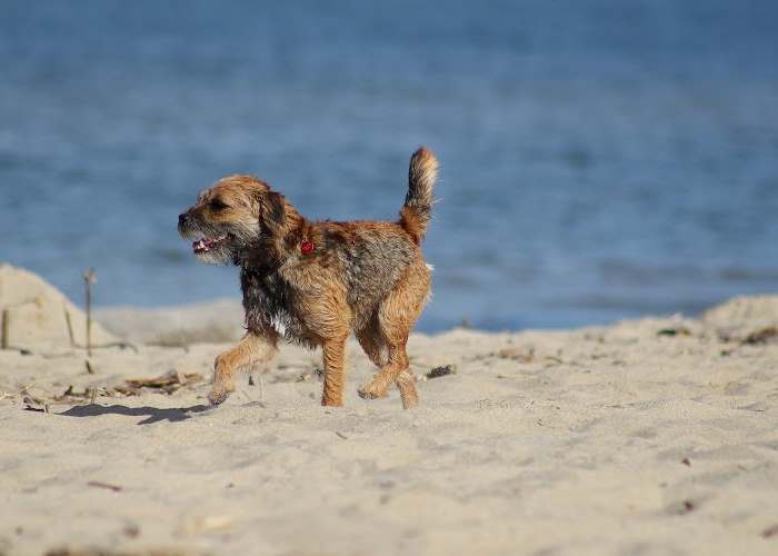 A border terrier is walking along a empty beach. A border terrier is walking along a empty beach.