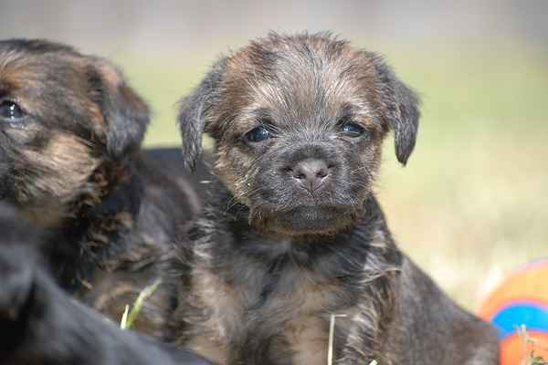 Border Terrier puppies are alert, playful and affectionate. Border Terrier puppies are alert, playful and affectionate.