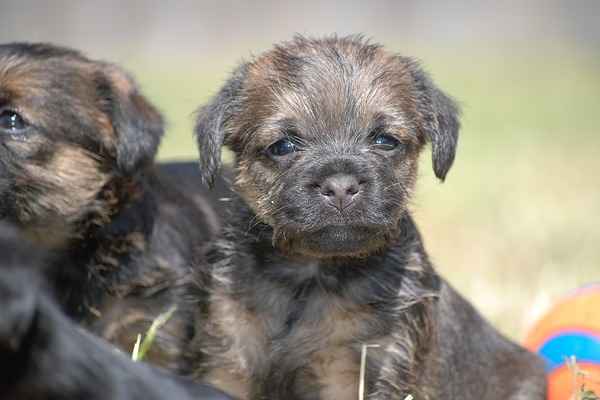 Border Terrier puppies are alert, playful and affectionate.