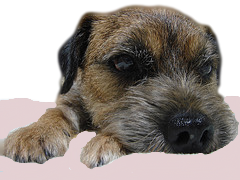 Border Terrier Puppy