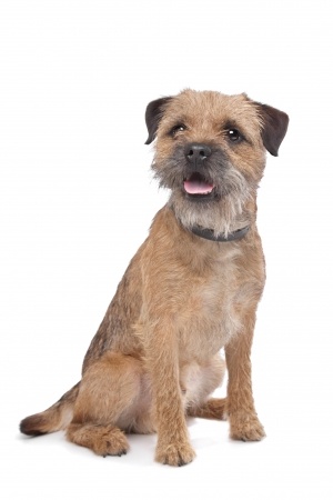 Border Terrier