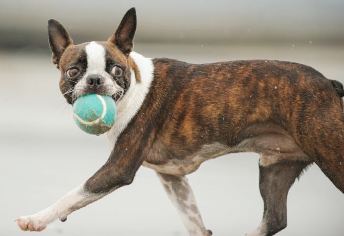 Boston Terrier Brindle Color