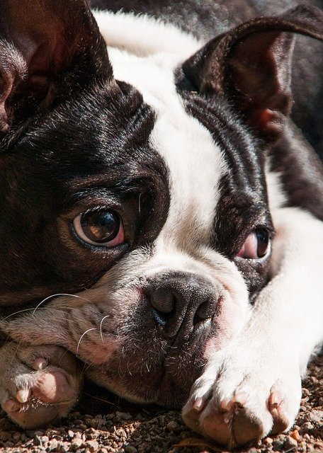 A Boston Terrier who ate pesticides