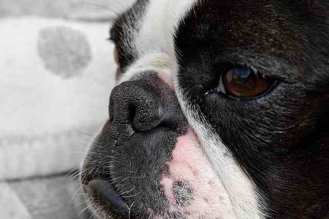 Grooming the Boston Terrier Face of a Boston Terrier