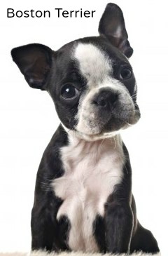 Boston Terriers:  A good choice for families with children.