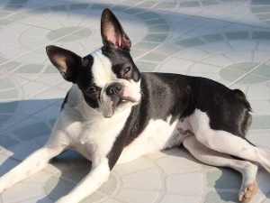 Boston Terrier:    Playful, friendly, Easy to train but stubborn, Low Exercise Demands