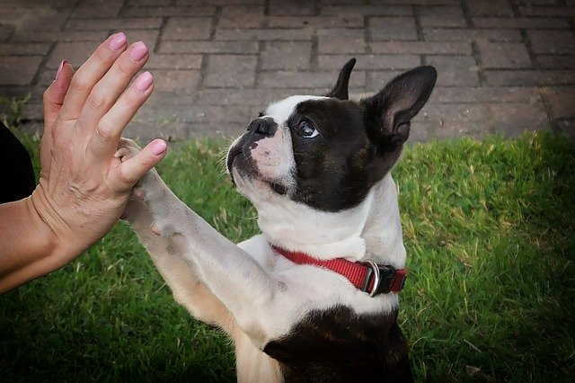 Boston Terrier dogs who have eaten pesticides