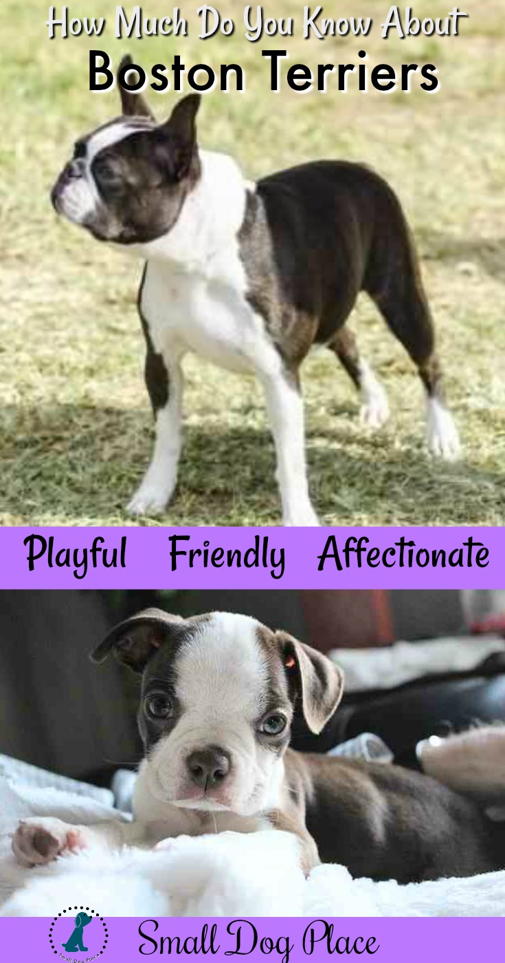 The Boston Terrier, Playful, Friendly and Affectionate.  Learn more about the breed at Small Dog Place