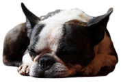 Some Brachycephalic breeds may have difficulty with exercise and collapse immediately afterward. This dog has collapsed after a romp in the park.