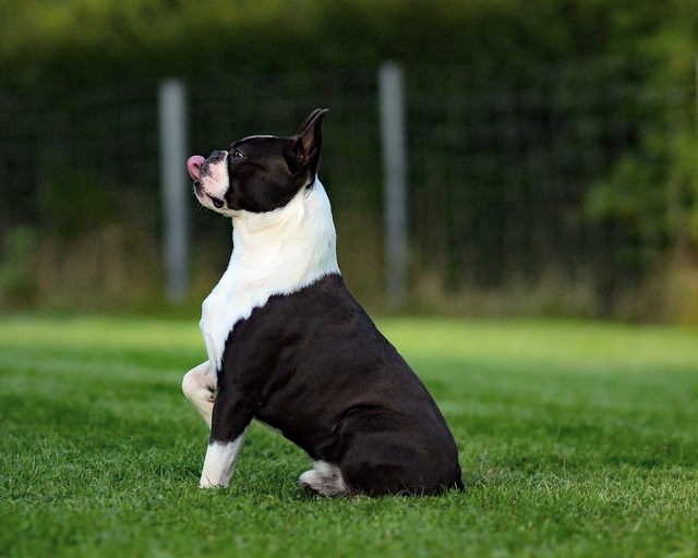 A Boston Terrier Being Trained