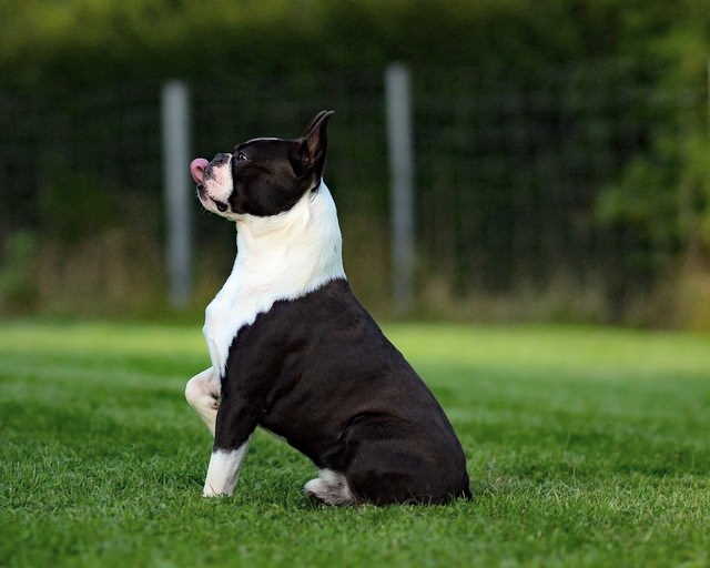 Training Needs of Boston Terriers A Boston Terrier Being Trained